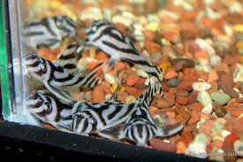 Zebraharcsa - fiatal halak