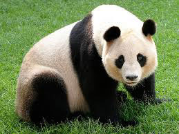 ris panda (Ailuropoda melanoleuca)