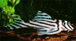 Hypancistrus zebra (L046)