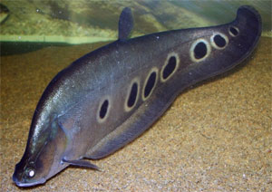 A Késhalak is hatalmasra megnőnek