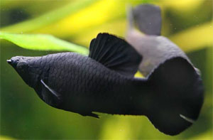 A black molly inkább édesvízi, mint brakkvízi hal