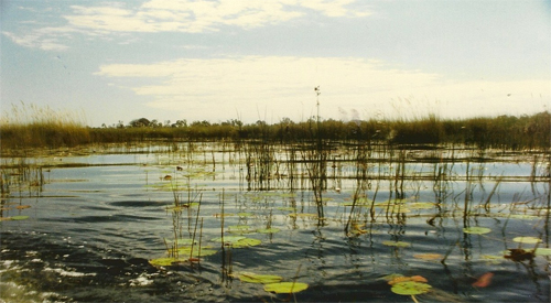 Biotp akvrium - Dl-Afrikai mocsr - Okavango delta