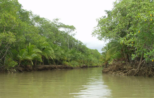 Biotp akvrium - kzp-amerikai mangrove tlcsrtorkolat