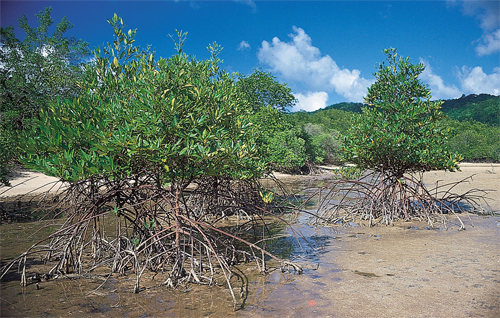 Biotp akvrium - Dlkelet-zsiai mangrove tlcsrtorkolat