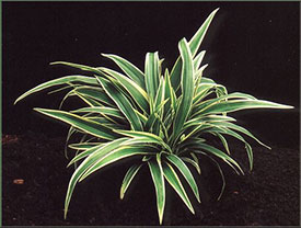Chlorophytum bichetii - Vzibza
