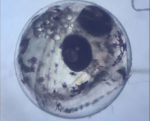 Melanotaenia duboulayi embri az ikrban