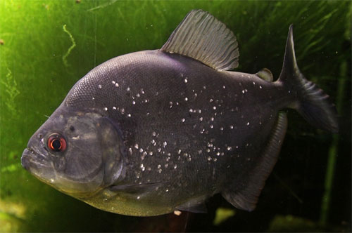 Black piranha - Serrasalmus rhombeus