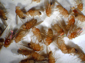 Drosophila fasciata (melanogaster)