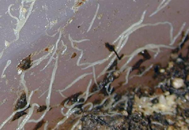 Enchytraeus albidus. Televnyfreg