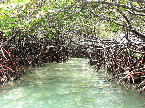 Mangrove erd