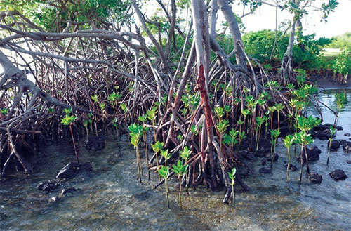 Mangrove fa s a magoncok