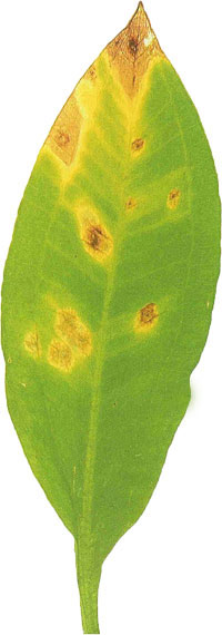 bworn leaf