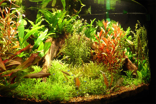 Növényes akvárium