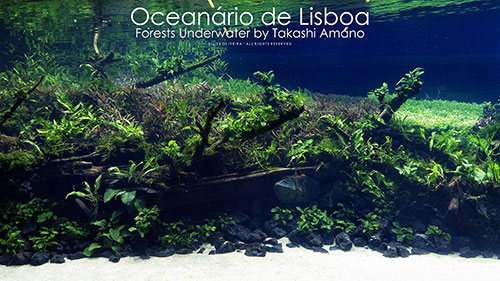 A lisszaboni Oceanriumban megtekinthet Takashi Amano ltal berendezett a Vz alatti erdk risakvrium