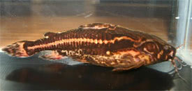 Acanthodoras cataphractus - Spiny catfish