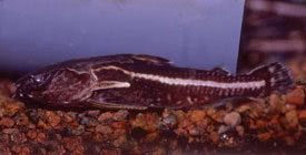 Acanthodoras cataphractus - Spiny catfish