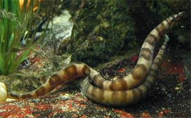 Mastacembelus ellipsifer - Tanganyikan Spiny Eel