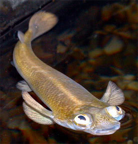 Anableps anableps - Four-eyed fish