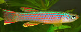 Aphyosemion striatum - Red-Striped Killifish, Five-Banded Killifish