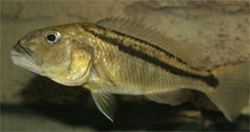 Aristochromis christyi - Malawi Hawk, Aristocratic Hap
