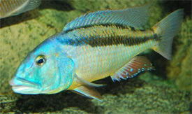 Aristochromis christyi - Nagyorr rablsgr