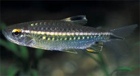 Arnoldichthys spilopterus - African red-eyed characin