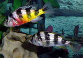 Haplochromis latifasciatus - Zebra Obliquidens