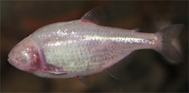 Astyanax jordani - Blind Cave Fish, Blind Cave Tetra