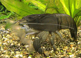 Atya gabonensis - African Giant Filter Shrimp