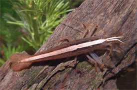 Atyopsis moluccensis - Sepreget garnla
