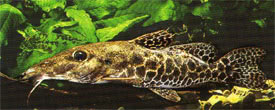Auchenoglanis occidentalis - Giraffe Catfish
