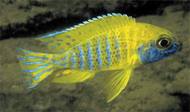 Aulonocara baenschi - Yellow Regal Cichlid