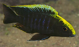 Aulonocara maylandi - Sulphurhead Peacock