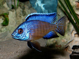 african peacock fish