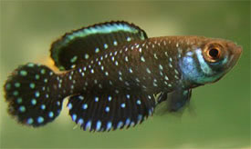 Austrolebias nigripinnis - Blackfin Pearl Killifish