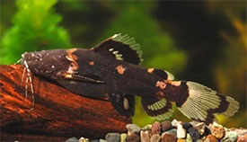 Batrochoglanis raninus - Bumblebee Jelly Catfish