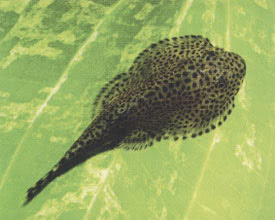 Beaufortia kweichowensis - Palacsinta algaevő