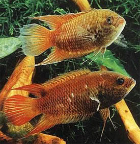 Belontia signata - Ceyloni tüskésszárnyú hal