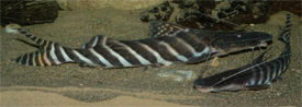 Brachyplatystoma tigrinum - Zebra laptorr harcsa