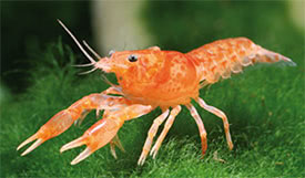 Cambarellus patzcuarensis - Orange Dwarf Crayfish