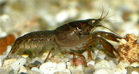 Cambarellus patzcuarensis - Orange Dwarf Crayfish