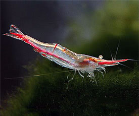 Caridina gracilirostris - Red Nose Shrimp