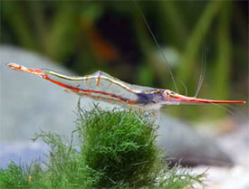 Caridina gracilirostris - Red Nose Shrimp