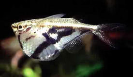 Carnegiella strigata - Marbled hatchetfish