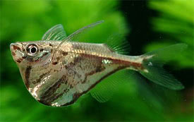 Carnegiella strigata - Marbled hatchetfish