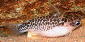 Centromochlus perugiae - Oil Catfish, Perugia's Woodcat