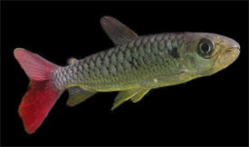 Chalceus macrolepidotus - Pink-tailed Chalceus