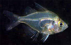 Pseudambassis ranga - Indian glass fish