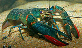 Cherax quadricarinatus - Redclaw Crayfish