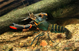 Cherax quadricarinatus - Redclaw Crayfish
